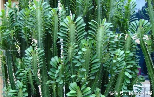 这5样多肉“有毒”,别搬回家养!