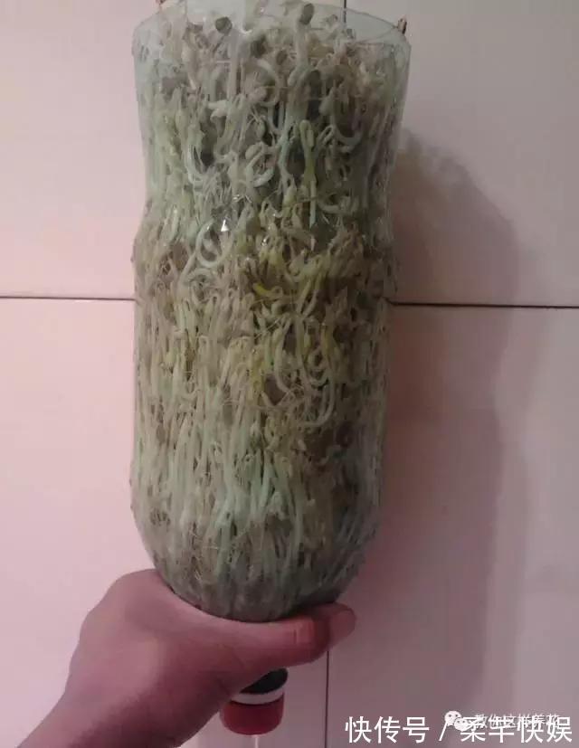 塑料瓶别扔了，用来养花真是神器！可别浪费了！