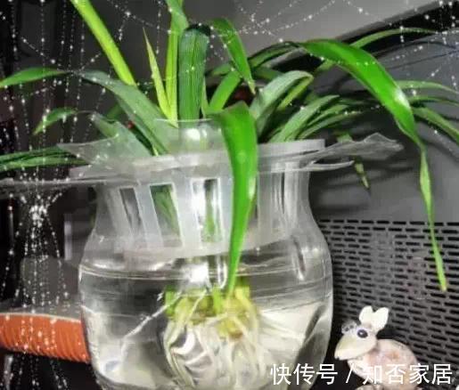 小孔|废弃的塑料瓶子,经过简单的加工处理就是非常好的养花材料