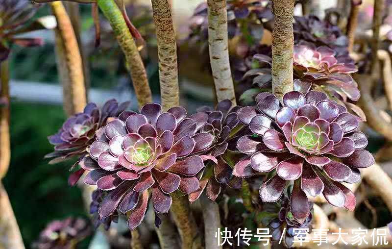 玫瑰|黑色禁欲系“玫瑰”黑法师，季节轮回，养殖当遵从不同的法则