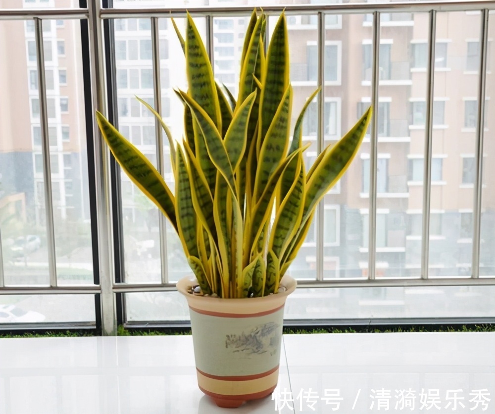 4种花,春天“翻盆”要注意,用小盆才能多开花