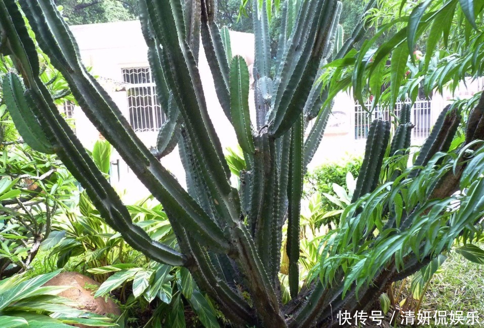 老人常说的“镇宅花”，客厅放一盆全年走运，还能招财进宝