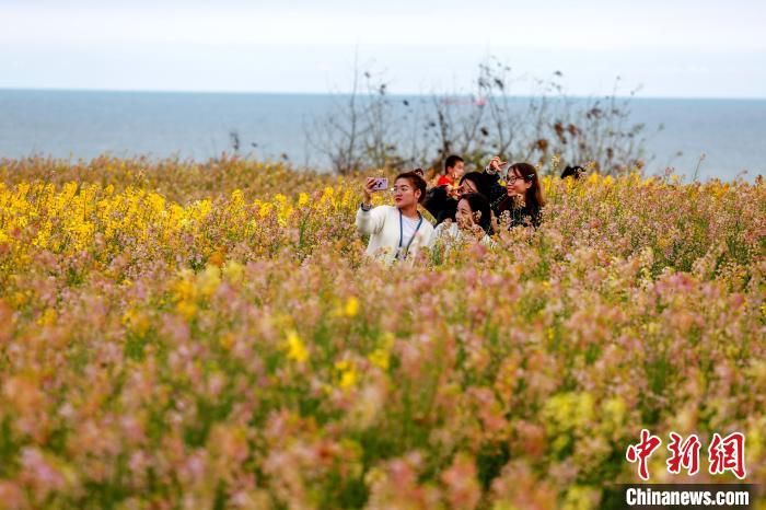 中年|福建妈祖故里：多彩油菜花绚丽绽放