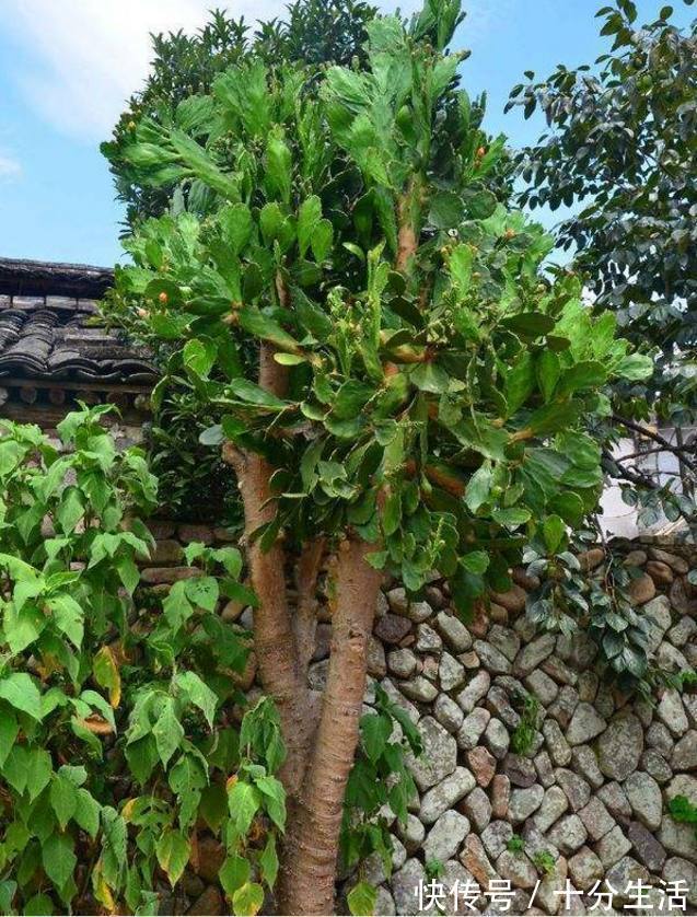 养20年的“仙人掌”,长成4米高的“大树”,年年开花又结果