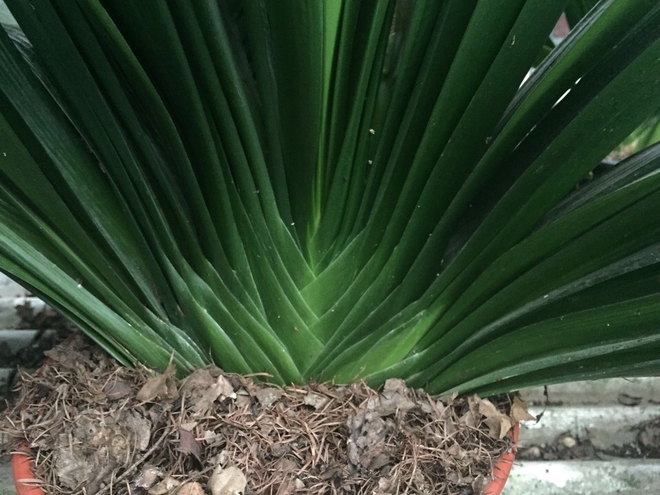 蹭蹭|君子兰吃点“大补肥”,蹭蹭直冒“网格叶”,根系就像大白菜