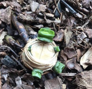 李奶奶把“吊兰”都剪了,2月后却爆盆了,叶子宽又大,特旺