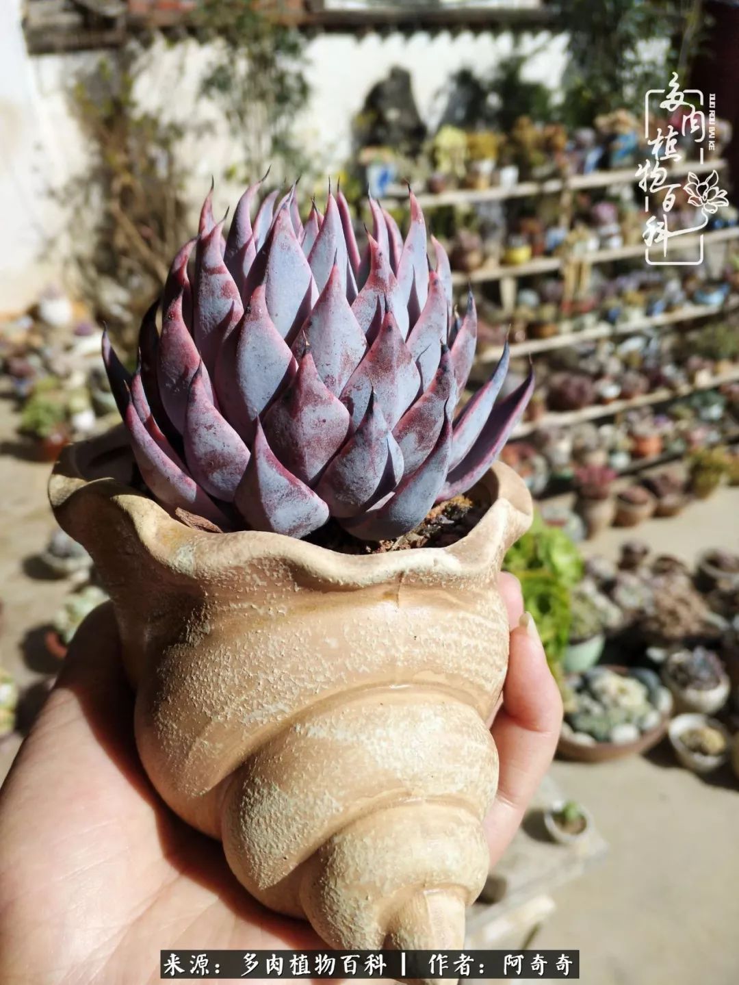 静心养多肉，只是为了在成人的世界里随波不逐流！