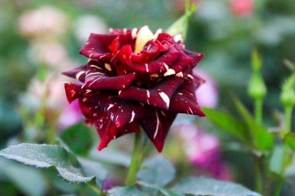 你没见过的条纹月季，花开像油画，定有一款能入你的法眼