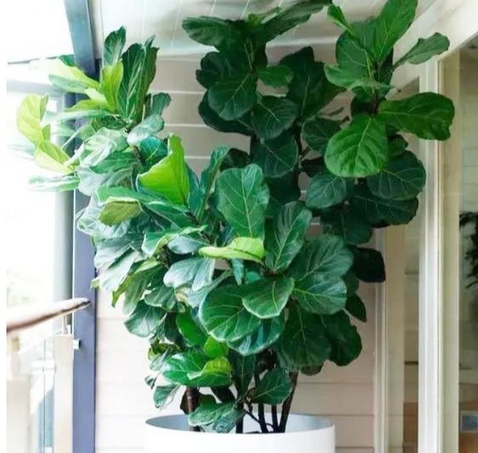 人养花,花也养人,4种花养家里,专吸甲醛、二手烟,快养起来吧