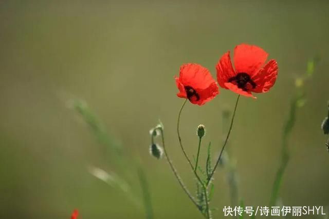 艳压群芳|美丽新疆:天山红花红似火