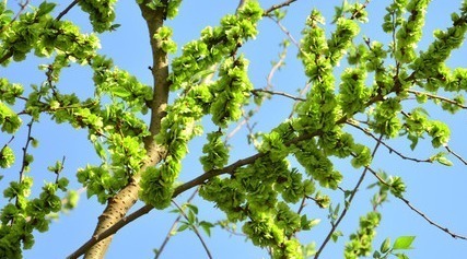 超市|农村一种野菜，长在树上不起眼，其实比肉贵，城里超市15元一斤