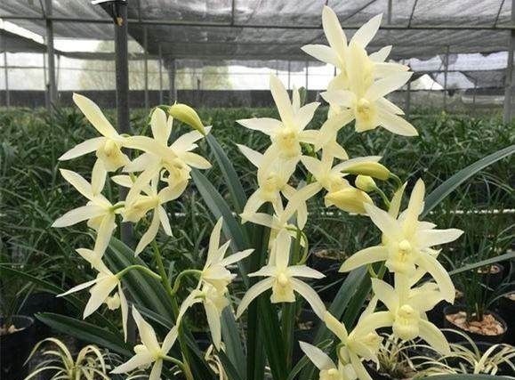 洒水|养兰花一年365天不偷懒,天天有花开,开到你不想要