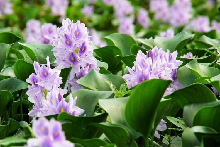 速度|凤眼莲就是水葫芦,开出蓝紫色的花,繁殖速度很快