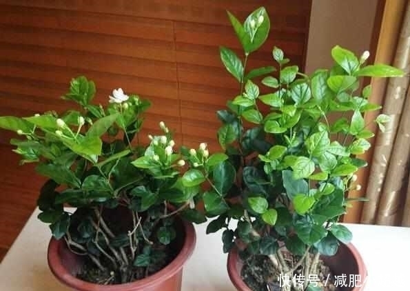 康乃馨|最适合夏天养的6种花卉，晒不死还越开越旺