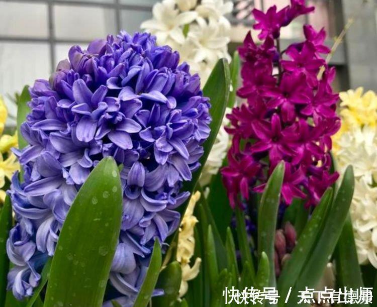 大丽花|4种花好养又漂亮，花朵大花期长，比牡丹美，比绿萝好养！