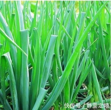 氯化钾|农村以下几种野菜能防治高血压,冠心病,胃病,早知早受益