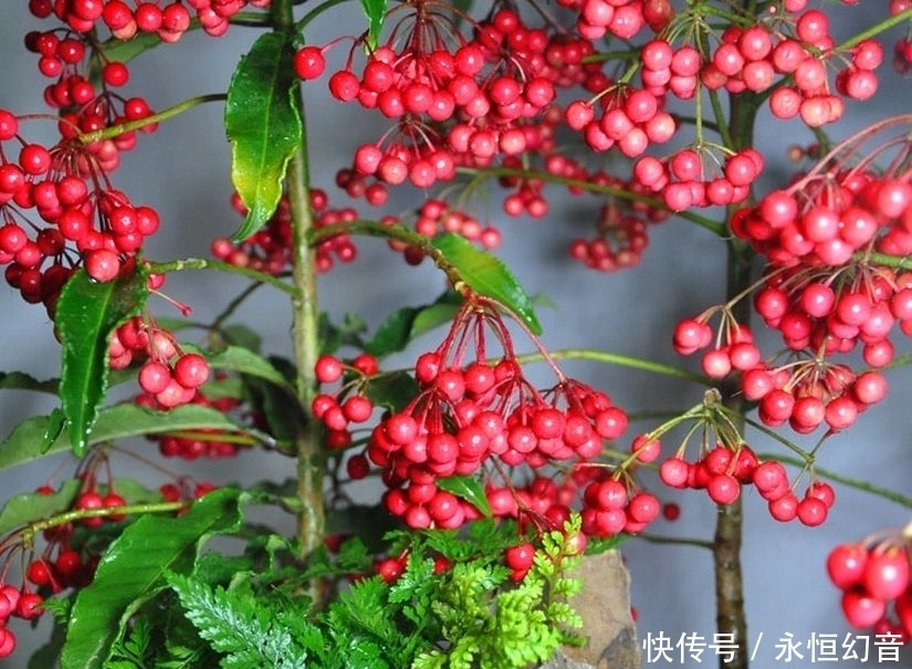 贼漂亮的4种观果植物，小果实挂满枝头，喜庆