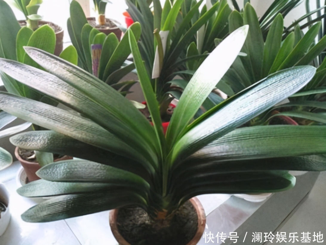 透气性|想换盆怕把花“换死”?教你一个“安全”的方法,换完快速生长