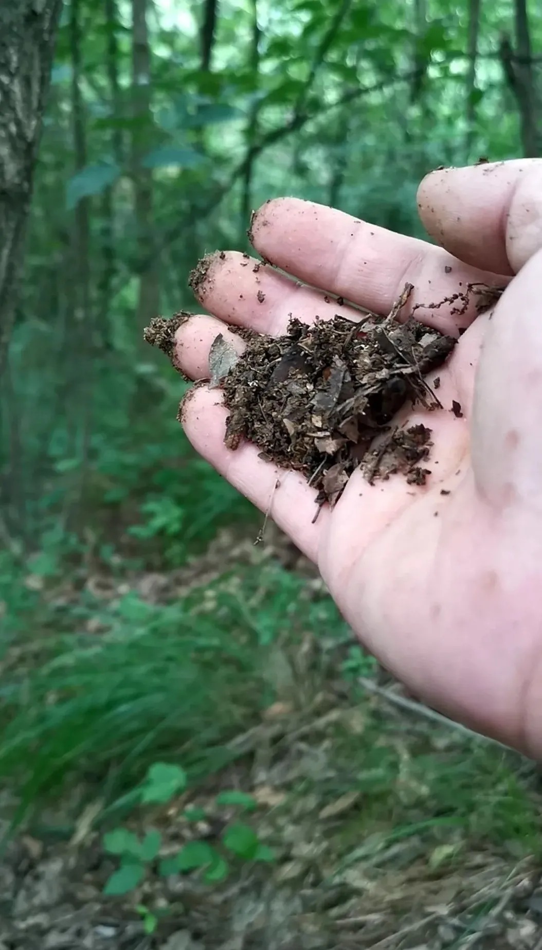 松针腐殖土养兰花,做好两件事,来年春天有好植料