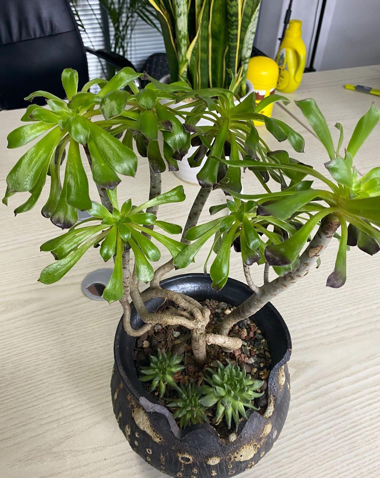 如何把多肉养成老桩,一看就价格不菲