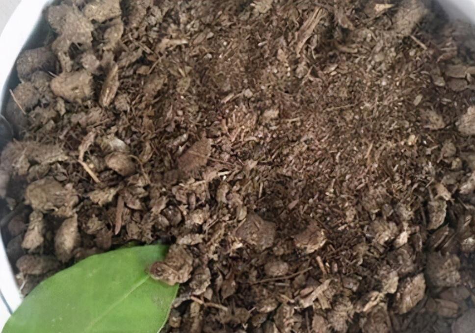 养花时,就用4类沤料,越臭越好养花,养啥都旺得快