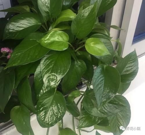 花卉上灰尘太多，用4种水擦一擦，叶子新鲜又光亮