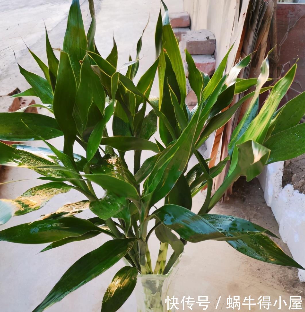 春天水养富贵竹,黄叶不要放“铁钉”,解决黄叶问题只需简单三步