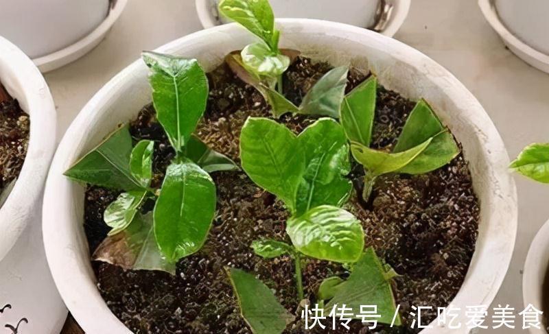 这3棵树买不起,偷偷截一段,埋下就能活,方便还实惠