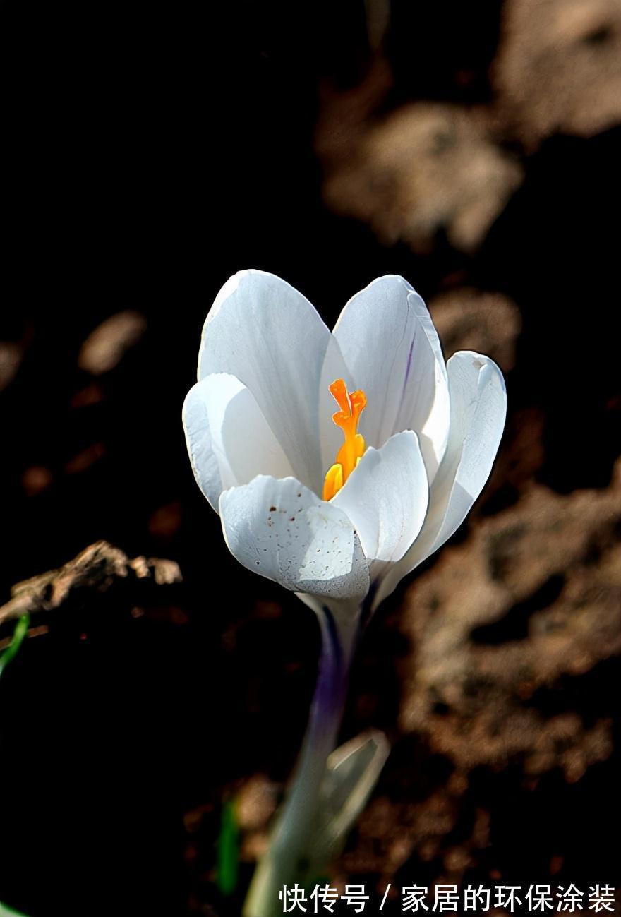 花卉|花卉比对，国兰与洋兰的区别，藏红花与番红花是一种吗？