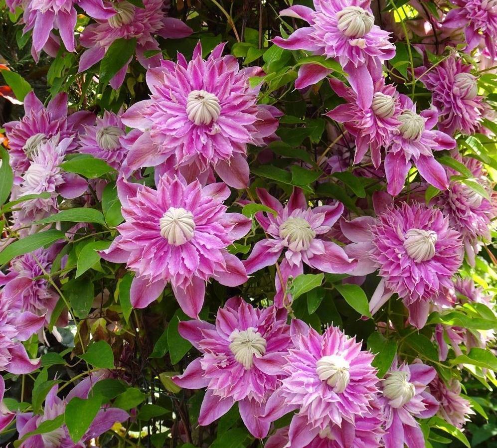 4种“泼辣花”，要用大盆养，开花多到炸，小盆养，越养越差