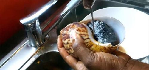 灭绝|中国人不敢吃的，却被非洲人吃到快灭绝，一年要吃掉上千万斤