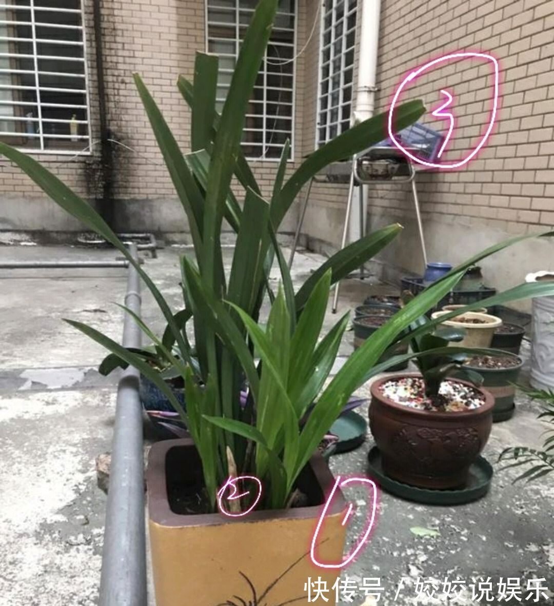 浇水|秋季养墨兰，做不到3点，春节开花是做梦，秋季花芽破土很关键