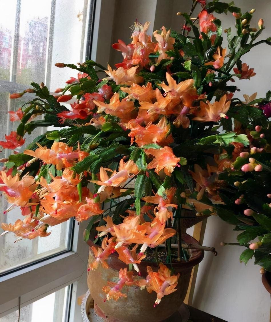 蟹爪兰“软趴趴”,叶子薄不开花?改3个“小毛病”,开成花大树