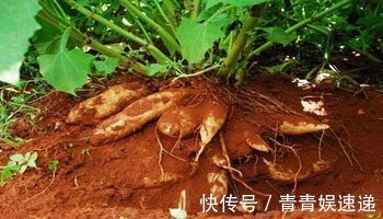 零食|女性不想老太快,此果当零食吃,皮肤细腻光滑,常食显年轻