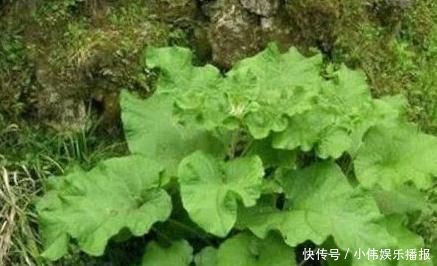 白头发|长白头发了别慌，农村一种野菜效果极好，能促进头发再生