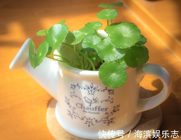 虎皮兰|不懂养花方法就养4种花,只管浇水,松松长到爆盆