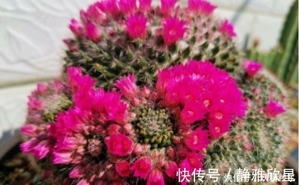 他养了1盆“仙人球”,开花100朵,漂亮极了,大家都说头回见