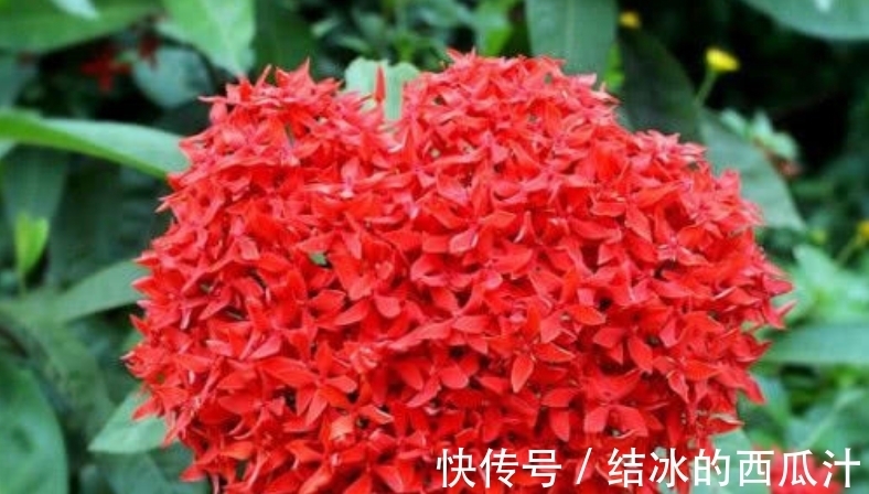 养花就养4种花,家里养一盆,满屋飘香,清新幽雅!