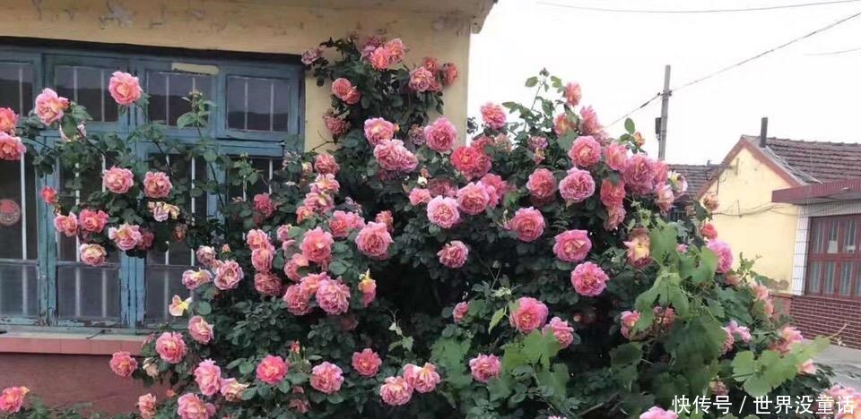 鱼头|吴大爷养“月季”,三月喂点“零食”,花朵嗖嗖冒,1年开不停!