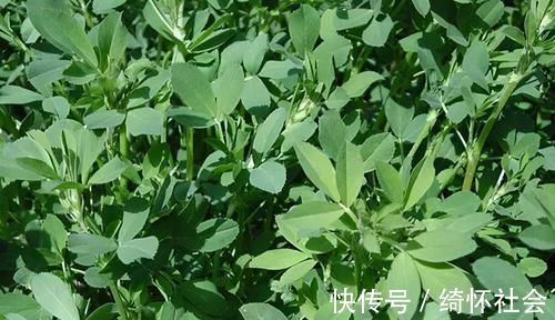 脘腹冷痛|这些野菜你一定见过!营养成分比蔬菜高,属于天然补品,谁吃谁好