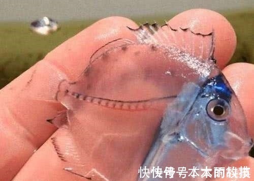 男子野外钓到一只透明鱼,欣喜带回家饲养,长大后却大变样