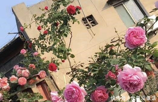 鱼头|吴大爷养“月季”,三月喂点“零食”,花朵嗖嗖冒,1年开不停!