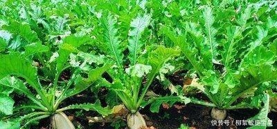  秋冬的萝卜又好吃又便宜，买一堆大萝卜做泡菜，腌萝卜干，美味