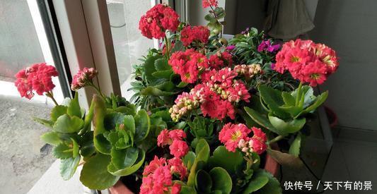 长寿花|天热了,4种花不适合“富养”,少肥少水才能安全度夏,长得健壮