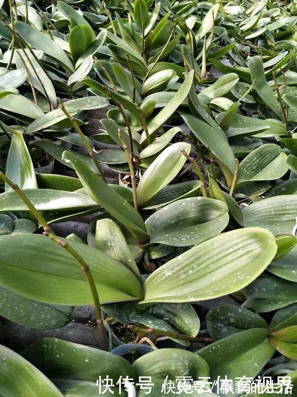 回家|垃圾桶里一堆“贵货”花,丢人也要捡,带回家就开花