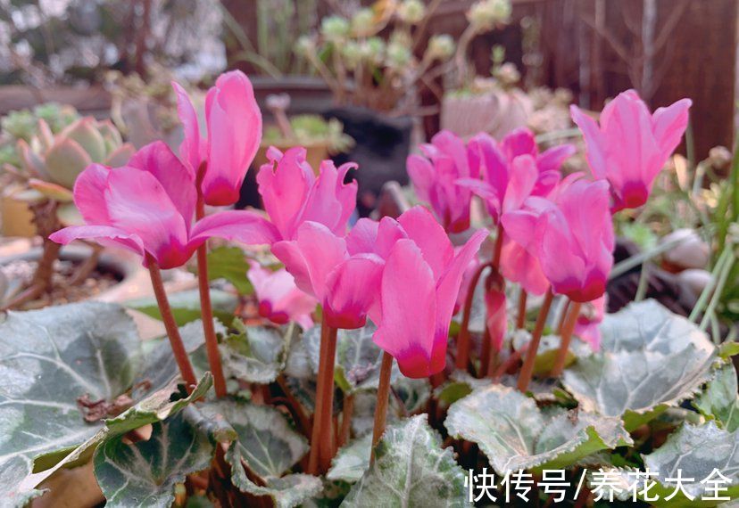 冬天容易黄叶的植物，不注意整盆都变黄，究竟哪里犯了错