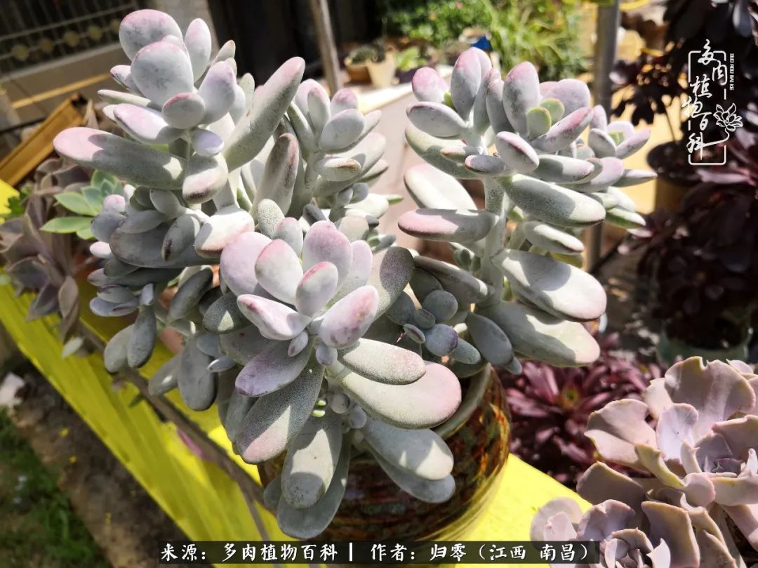 肉肉|人生转个弯,在小院遇见落入凡间的多肉小精灵!