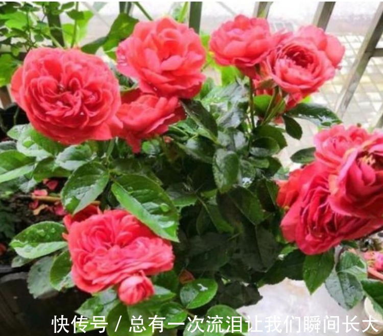 此花被称“香水之花”,旺财又旺运,开花漂亮上档次,越养越喜欢