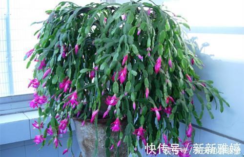 叶片|张大妈养蟹爪兰,只浇一种水,10天浇一次,11月就能开出好多花