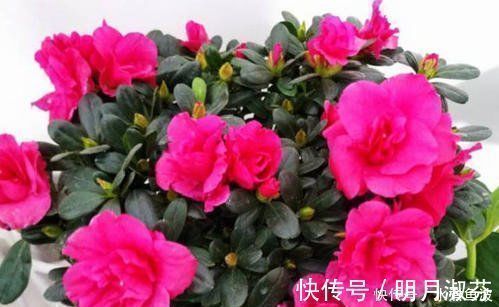 不要再扔掉这个东西了,往花盆里加一个花就多了,叶子绿了,比花强10倍